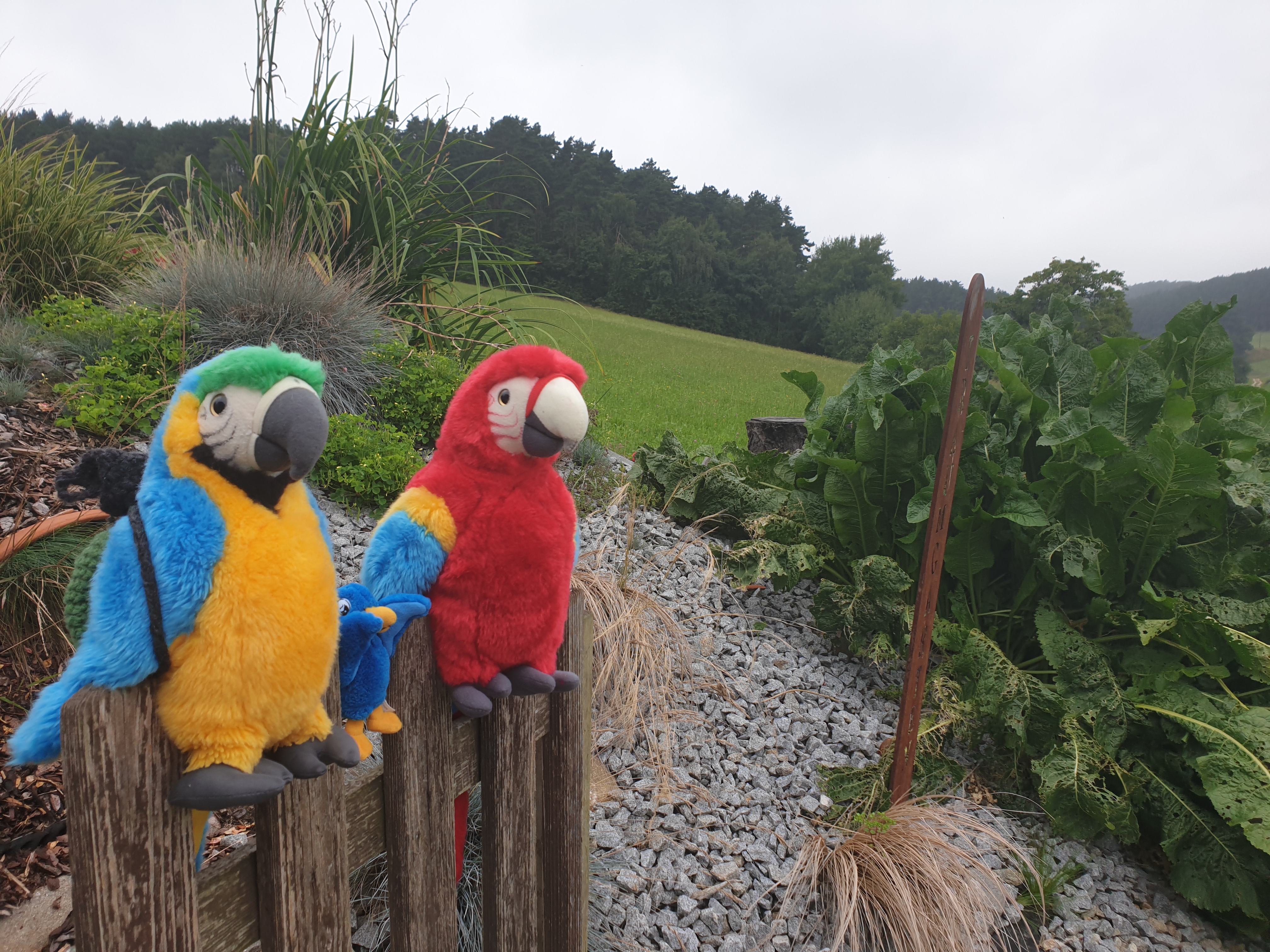 Sprechen - Spielen - Freude haben - mit den Papageien Ara, Aurelia und ... Sprechen - Spielen - Freude haben - mit den Papageien Ara, Aurelia und ...